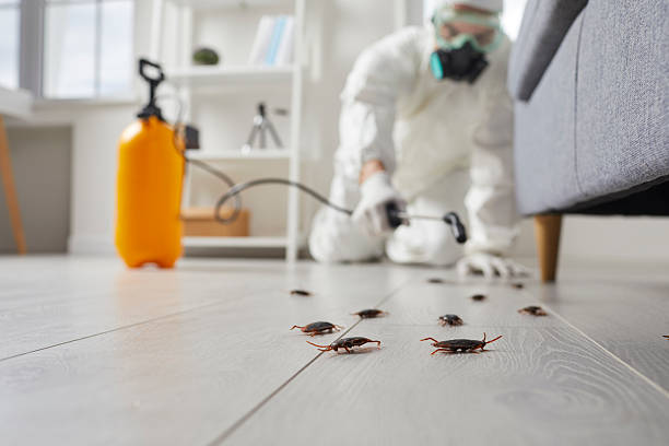 Post-Treatment Bed Bug Interceptor Monitoring in Sleepy Eye